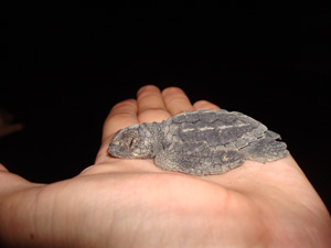 Hatchling